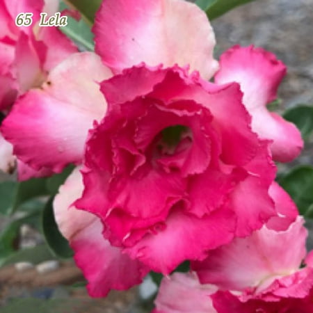 Rare Grafted Adenium Obesum Double-Flower Desert Rose Plant Succulent Plants 10