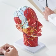 KFFKFF Human Half Head Neck Model Superficial Nerve Vascular Muscle Teaching Tool