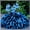 B, variant on Midnight Blue Hostas for Planting-(Non-Artificial)-Easy to Grow & Quick Sprouting