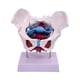thumbnail image 5 of Modelo de pelvis femenina, modelo de esqueleto femenino, pantalla anatómica de PVC, artículo educativo. Estilo C, 5 of 9