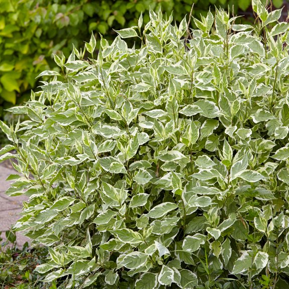 Variegated Red Twig Dogwood Ornamental Deciduous Shrub grown ina 2.25 Gallon Pot (1-Pack)