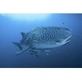 thumbnail image 2 of Shimlock, Jones 14x11 White Modern Wood Framed Museum Art Print Titled - Indonesia, Papua Whale shark and remoras, 2 of 4