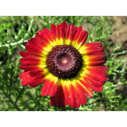 100 GERMAN FLAG DAISY Chrysanthemum Carinatum Tricolor Painted Red Yellow Black Flower Seeds