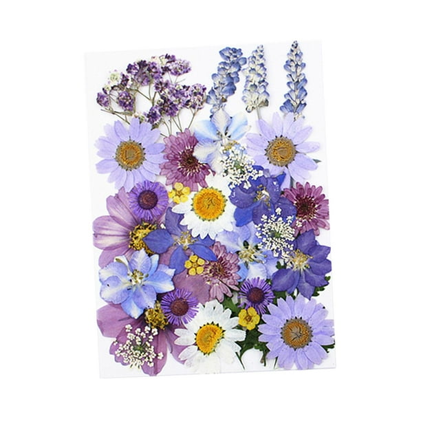 Muchas flores prensadas secas reales, flores secas, hojas mixtas, flores secas para bricolaje Púrpura