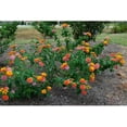 thumbnail image 5 of American Plant Exchange Lantana Confetti in 6" Pot, Full Sun, Drought Tolerant, Vibrant Cluster Flowers, 5 of 7