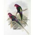 thumbnail image 2 of Glover, John 15x18 Black Ornate Wood Framed with Double Matting Museum Art Print Titled - Stella Parakeet, 2 of 4