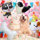 thumbnail image 3 of Set de decoración con globos para fiesta de cumpleaños de perros, 7 unidades, 3 of 6