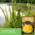 thumbnail image 4 of Mullein Seed - Non-GMO Heirloom Biennial Full Sun Medicinal Herb - 5 Packs, 4 of 9