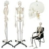 Zeny Life Size 70.8" Human Skeleton Model Medical Anatomical with Rolling Stand, Removable and Movable Parts