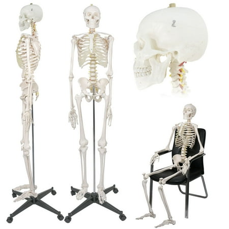 - Zeny Life Size Medical Anatomical Human Skeleton Model with Rolling Stand 180cm/70.8
