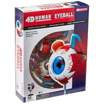 Tedco Human Anatomy - Eyeball Anatomy Model