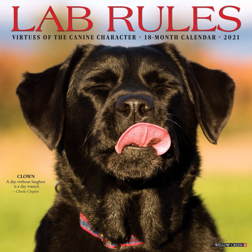 Willow Creek Press 2021 Lab Rules Wall Calendar Walmart Walmart