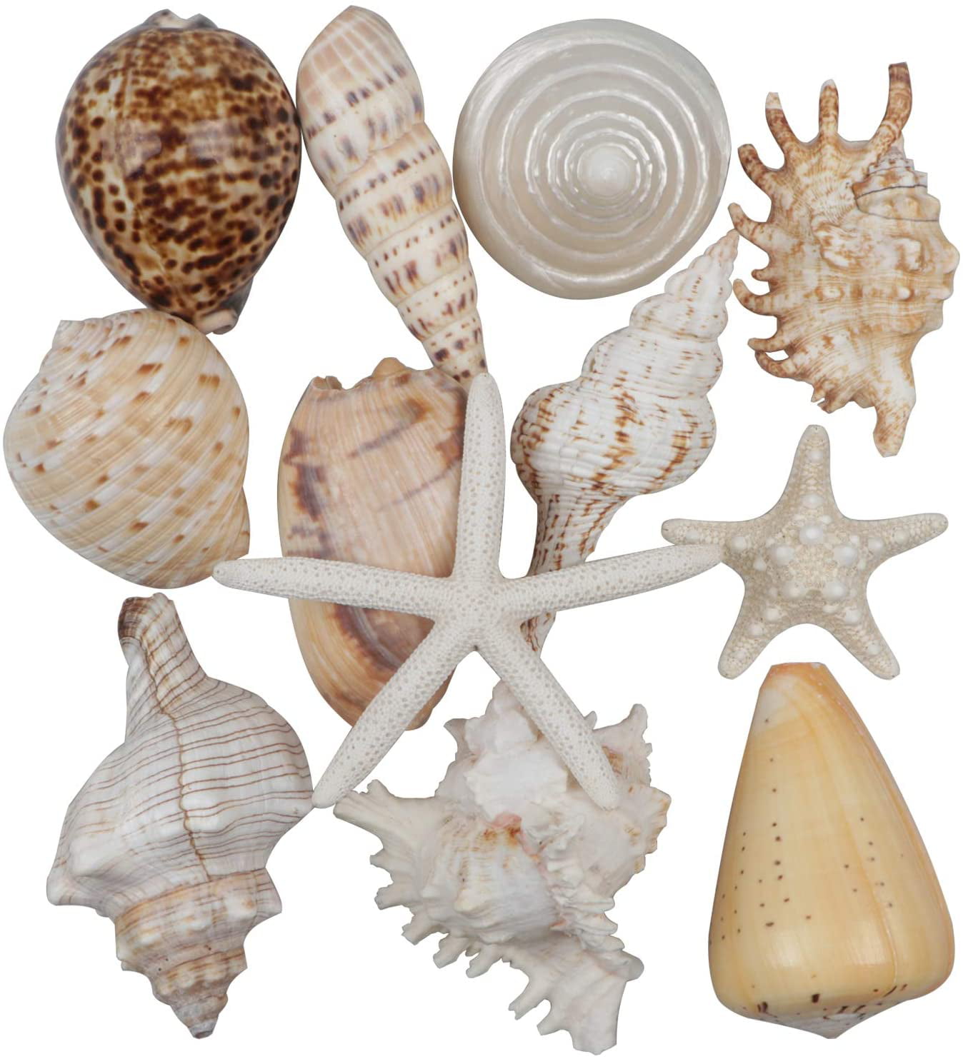 Natural Abalone Shell Large Conch Seashell Display Stand Aquarium Decor X5P2 