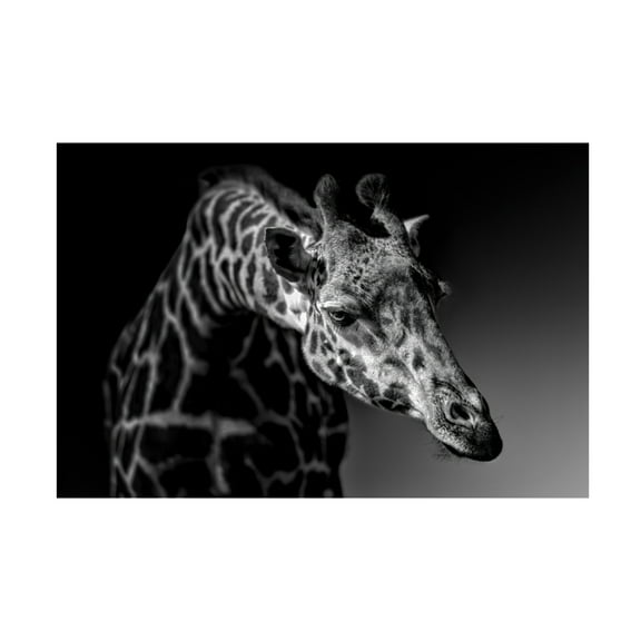 Canvas Wall Art - Alex Zhao 'Giraffe' Wall Art for Living Room, Bedroom, or Office Décor by Trademark Fine Art - 47 x 30 Inches