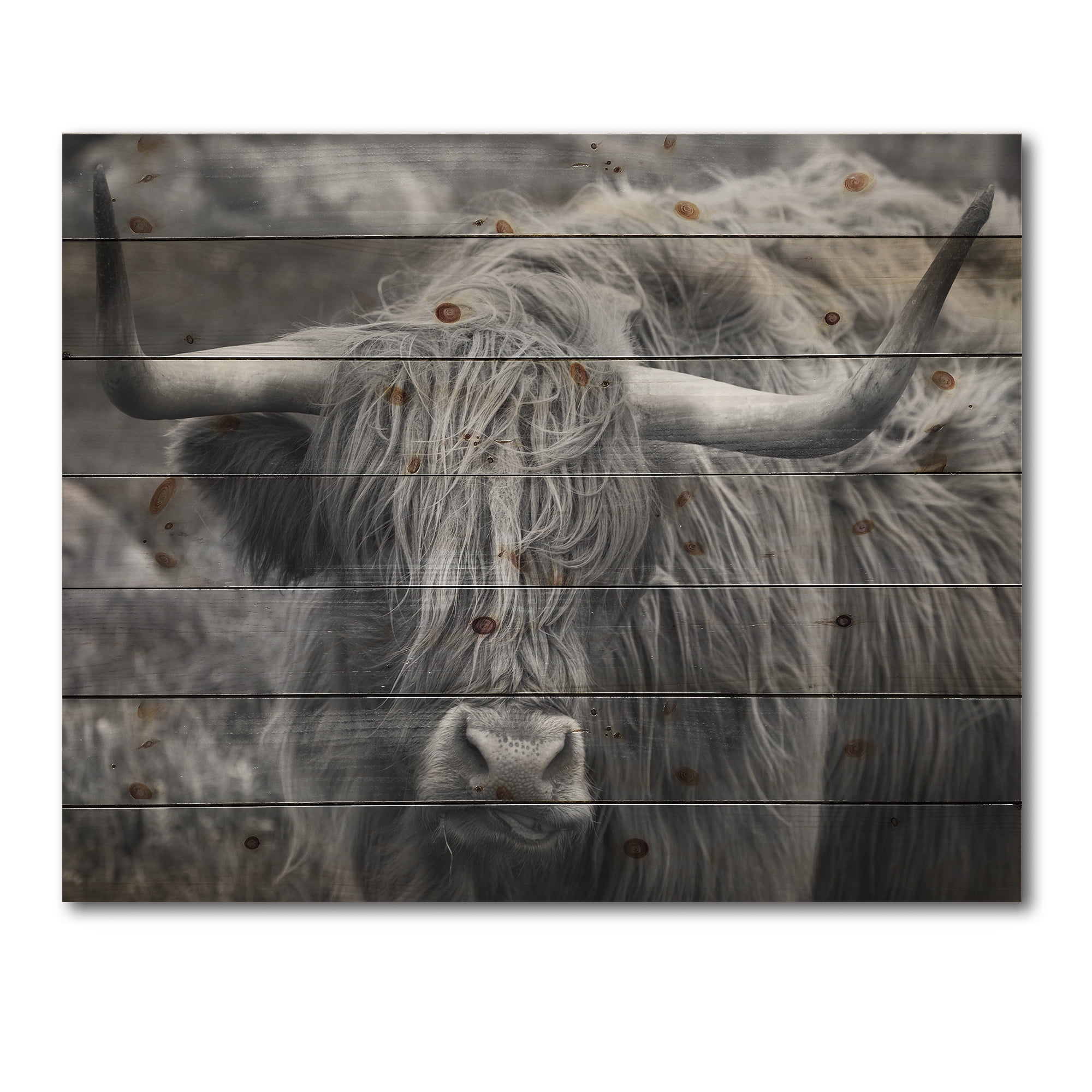 Designart 'Close Up Of Scottish Cow On Moorland I' Farmhouse Print on Natural Pine Wood