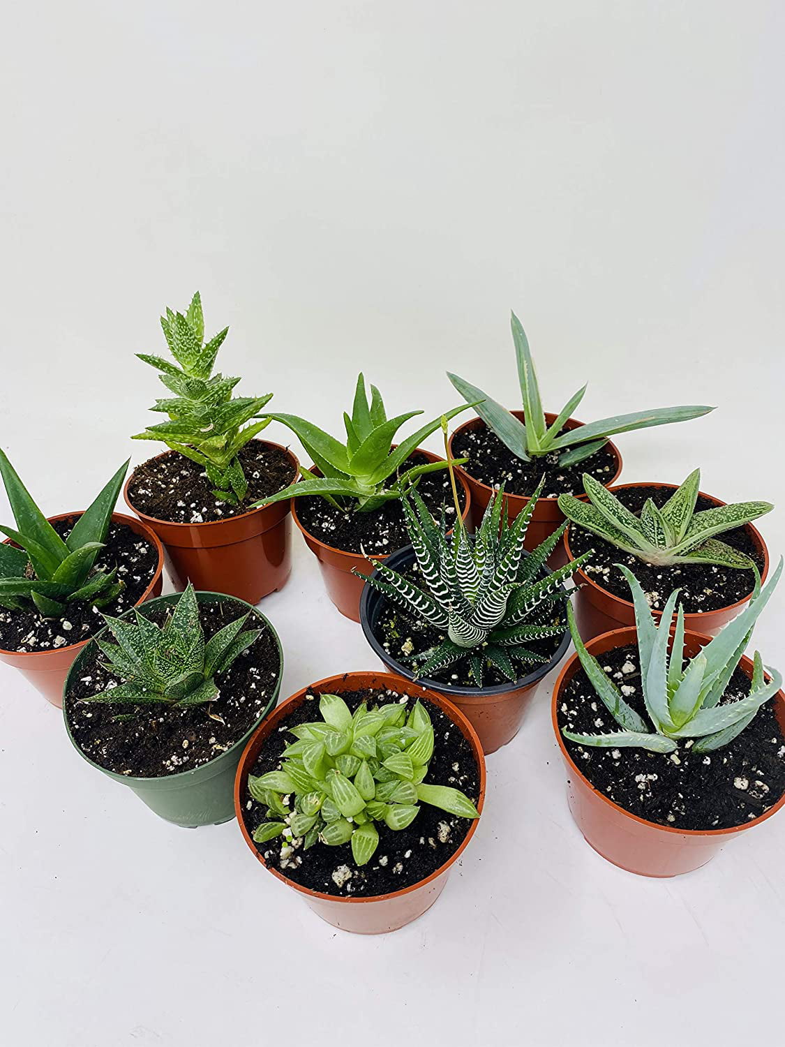 5 Plants Haworthia Collection Easy to Grow/hard to Kill 3"Pot Houseplant Garden