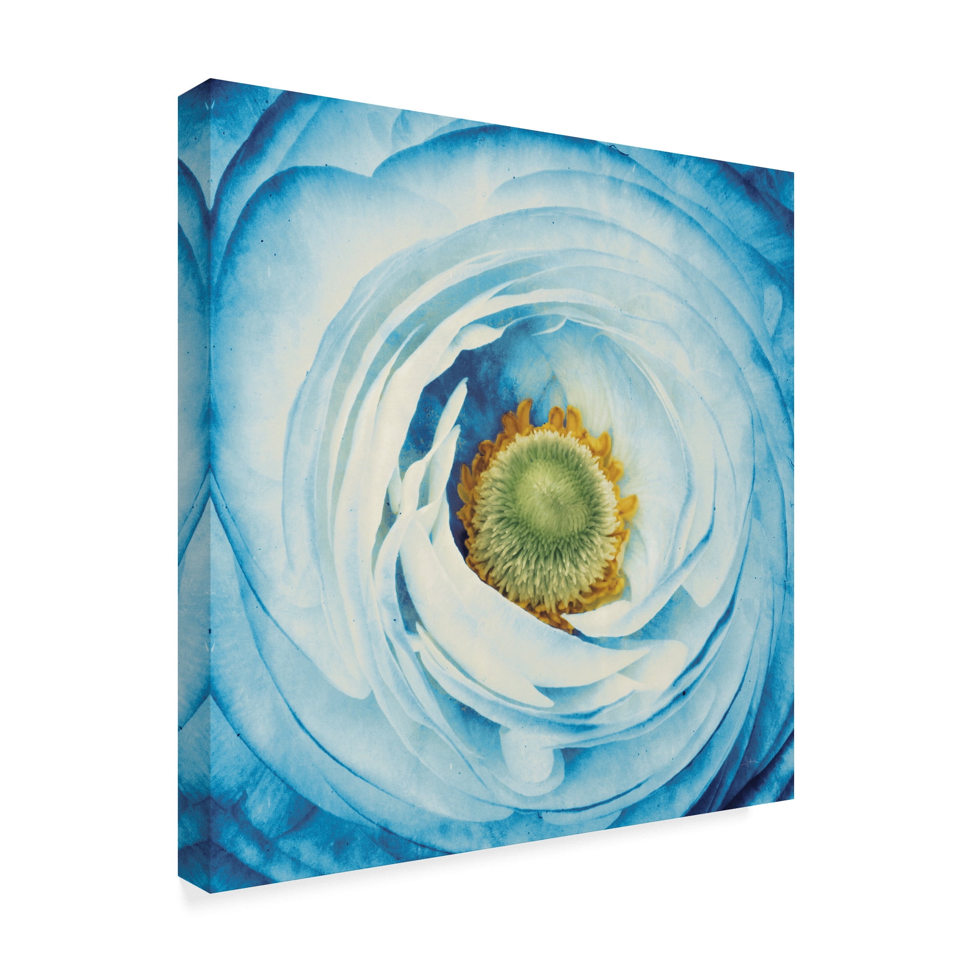 Trademark Fine Art 'White Peony with Blue' Canvas Art by Aledanda