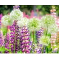 thumbnail image 2 of Gulin, Sylvia 31x26 White Modern Wood Framed Museum Art Print Titled - Oregon-Salem-colorful garden with Russell Lupine and Allium in full bloom, 2 of 4