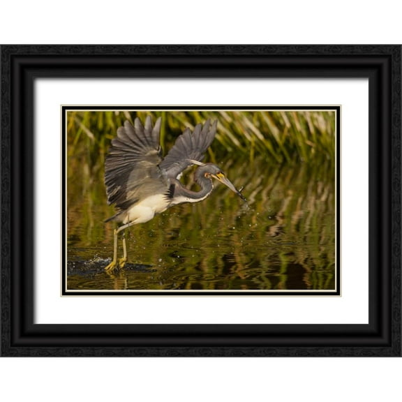 Illg, Cathy and Gordon 32x23 Black Ornate Wood Framed with Double Matting Museum Art Print Titled - FL, Palm Beach Co, Tri-colored heron hunting