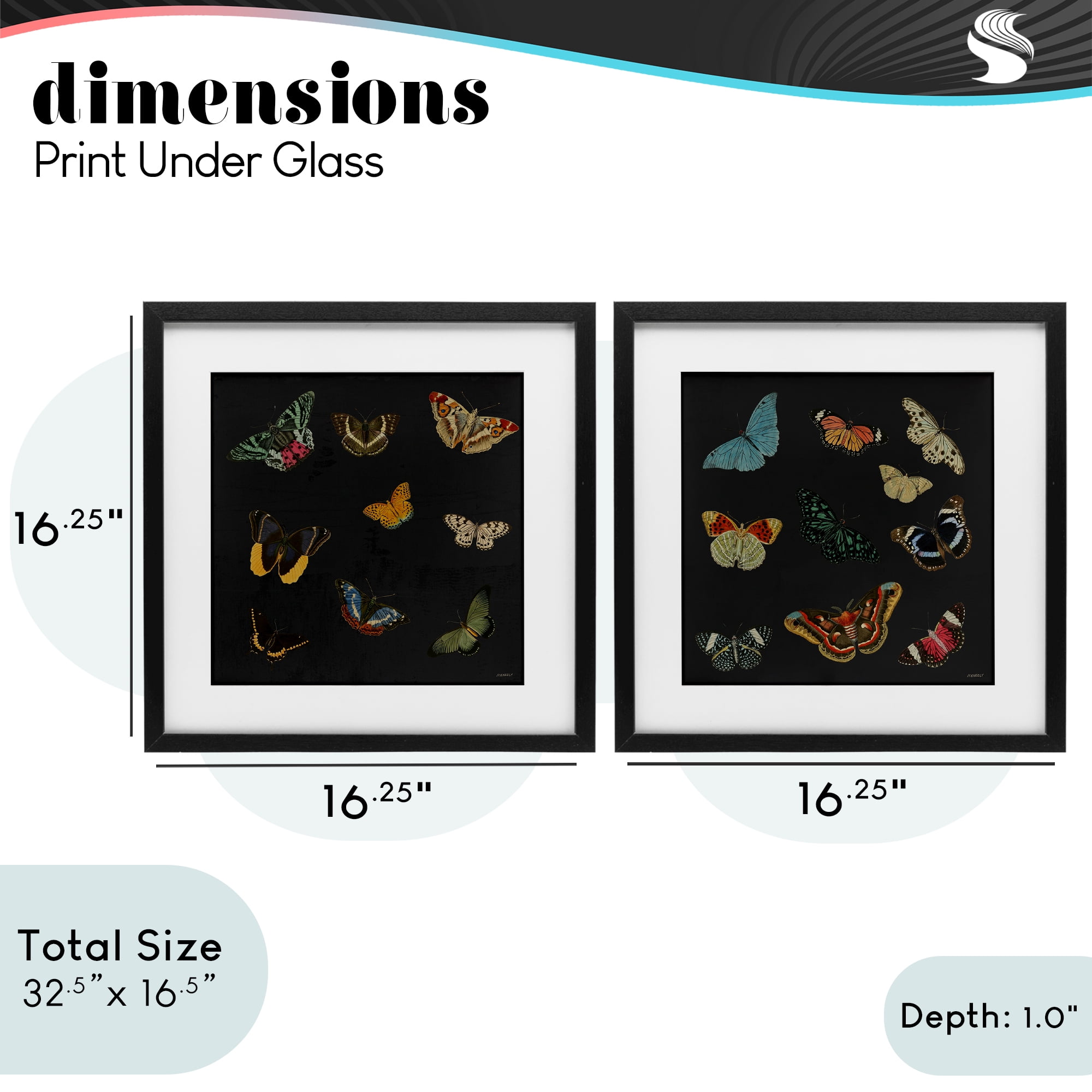 Stupell Industries Entomology Collection on Black 2 Piece Black Framed Print Under Glass Set, design by Dan Meneely
