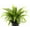 5 Plants, variant on Japanese Bird's Nest Fern - 3 Live Plants in 6 Inch Pots - Asplenium Nidus - Beautiful Easy Care Indoor Houseplant Fern
