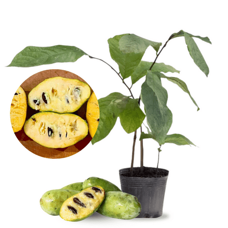Pawpaw Dormant Trees Live Plants 8–10 inch, Planting Asimina Triloba, North American Custard Apple Banana Pawpaw
