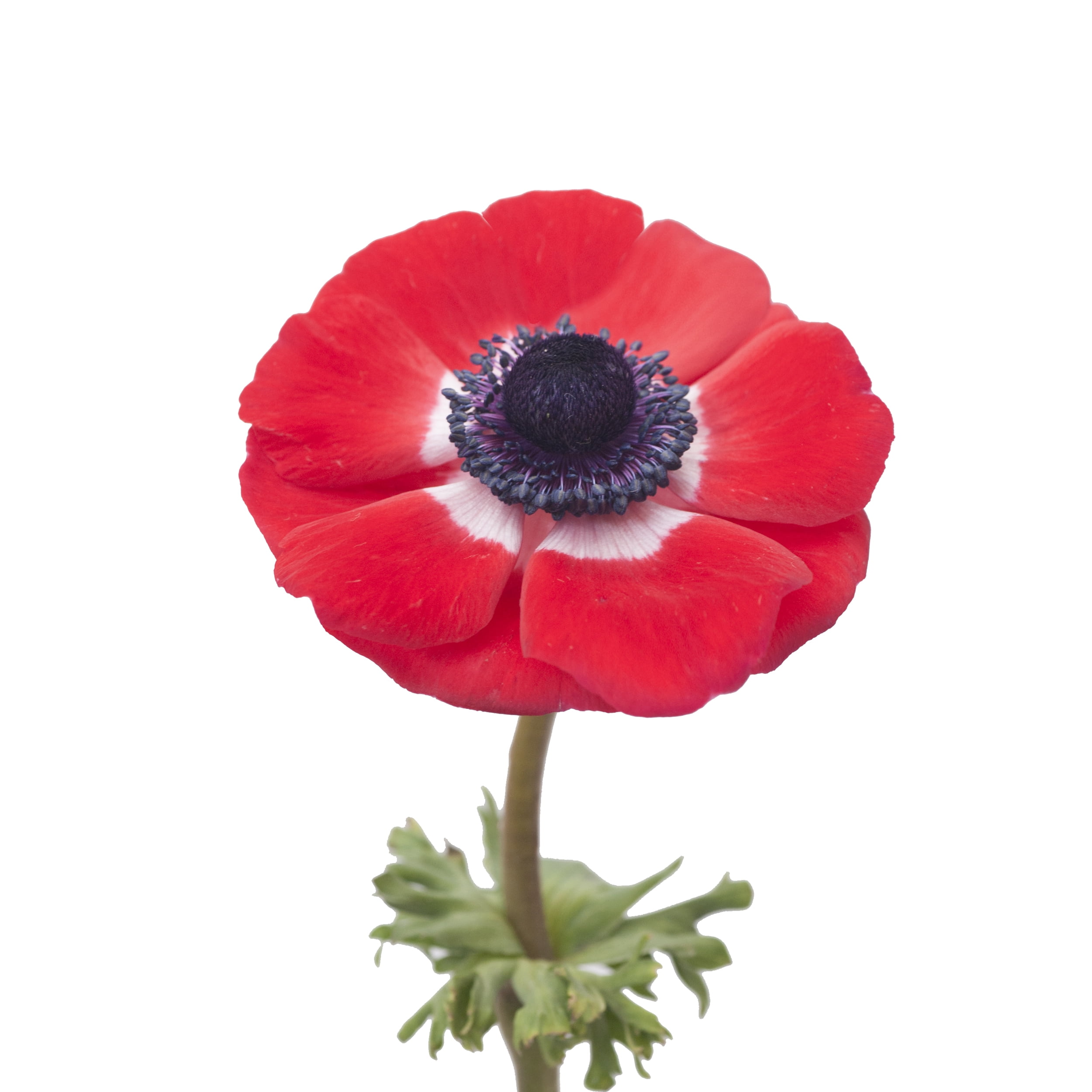 Red Anemones Fresh Cut 140 Stems