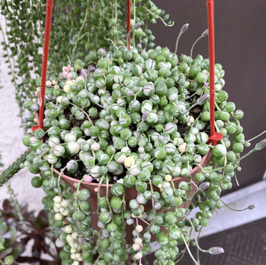 Variegated String of Pearls Plant Live for Planting, Trailing Hanging Succulent Plant for Indoor Outdoor in 2 Inch Pot