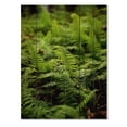 thumbnail image 3 of Designart "Ferns Natural Patterns" Floral Print on Natural Pine Wood, 3 of 5