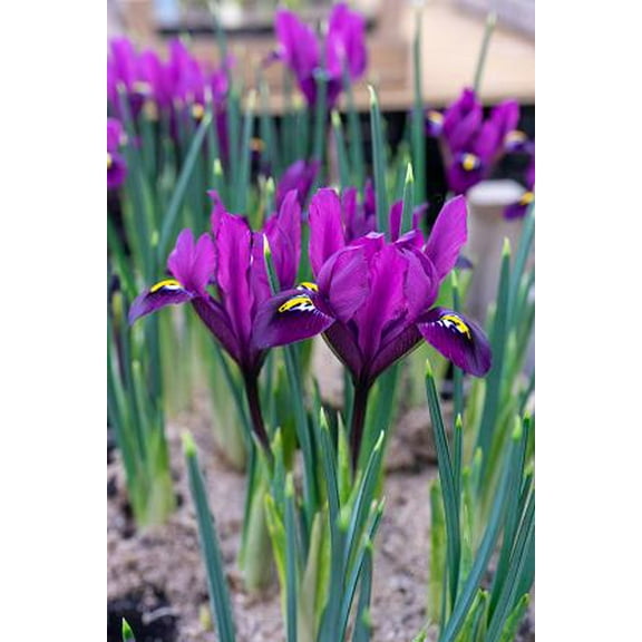 Purple Hill Rockgarden Iris - 12 Bulbs - 7/  cm Bulbs - Very Hardy!