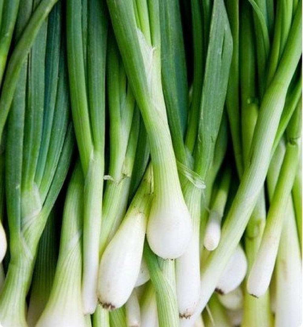 Nebuka Evergreen Bunching Onion Seeds - 100 Count Seed Pack