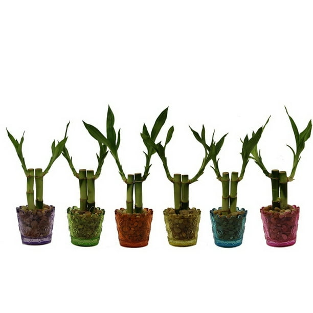  Lucky  Bamboo  In 4 Inch Pot  Walmart com Walmart com