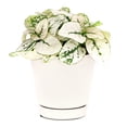 thumbnail image 2 of Hypoestes White Splash (6"+ Grower Pot) - Easy to Care Houseplant for Beginners - Beautiful Houseplant for Gift Ideas - Live Healthy Houseplant for Home Office, 2 of 9