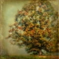 thumbnail image 2 of Head, Danny 15x15 Gold Ornate Wood Framed with Double Matting Museum Art Print Titled - Autumns Dream, 2 of 4