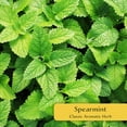 thumbnail image 2 of 4 Spearmint Plants (Mentha spicata) | Fragrant, Fast-Growing Culinary Herb | Perennial & Hardy for Garden or Containers | Perfect for Tea, Cocktails & Cooking | Live Plants, 2 of 8