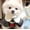 GM, variant on TYShandao Pet Collar, Pet Pearl Necklace, Cat and Dog Pearl Collar