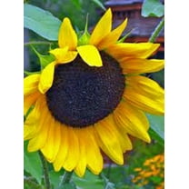 Golden Sunflowers 500 Seeds Newly Harvested, The Classic Sunflower