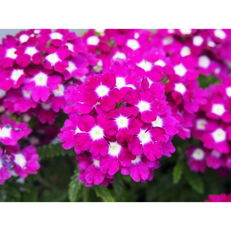 100 MIXED COLORS VERBENA Hortensis Flower Seeds - Walmart.com