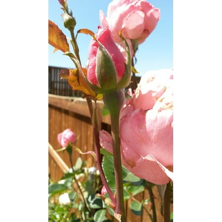Pink Rose Bud Print - LAMINATED POSTER Pink Roses Nature Rose Pink Flower Garden Bud Poster Print 24 x 36