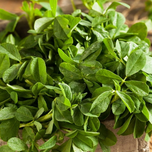 TomorrowSeeds - Fenugreek Seeds - 1500  Count - For 2026 Planting USA Indian Herb South Asian Basil