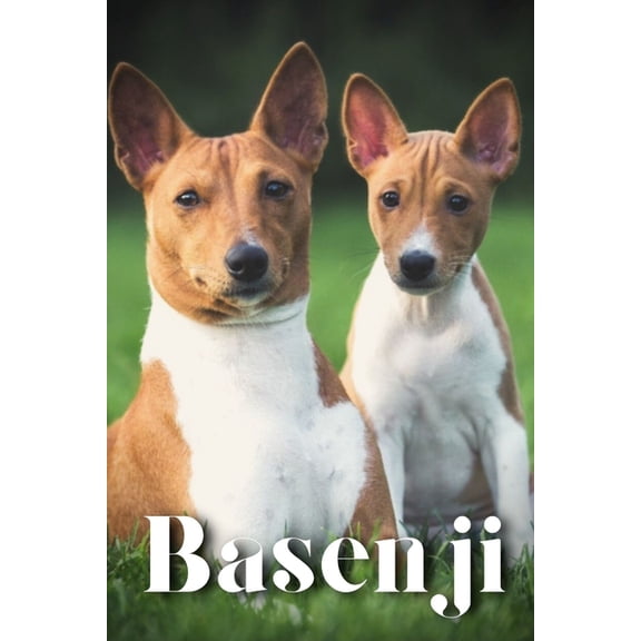 Basenji: How to train your dog and raise from puppy correctly (Paperback)