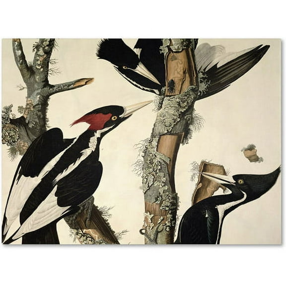 Trademark Fine Art "Ivory-Billed Woodpecker" Canvas Art by John James Audubon