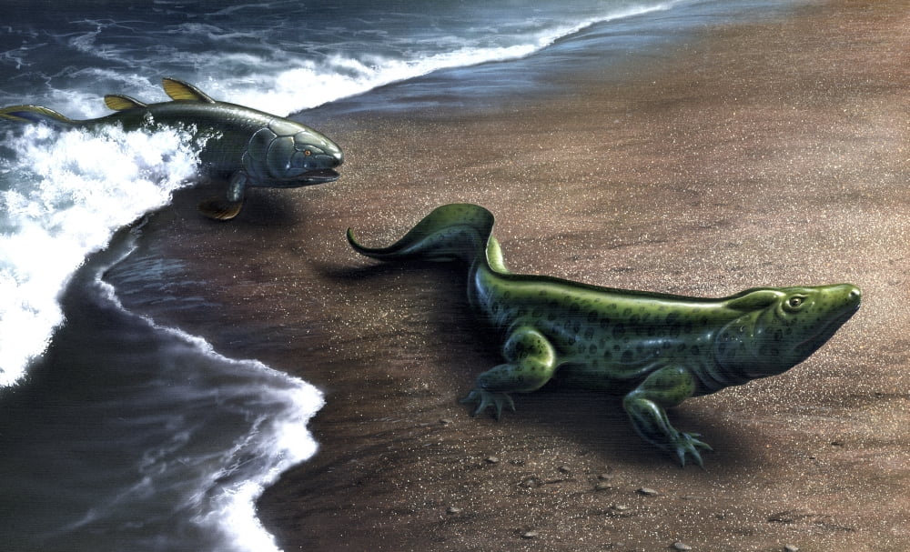 Artists concept depicting the evolution of a lobe-finned fish to an