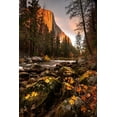 thumbnail image 2 of SMO 11x14 Gold Ornate Wood Framed with Double Matting Museum Art Print Titled - Fall along Merced River in Yosemite National Park-California, 2 of 4