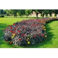 thumbnail image 6 of 20 Dwarf Mixed Colors DAHLIA Variabilis Red Skin Mix Bicolor Flower Seeds, 6 of 11