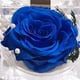 thumbnail image 3 of Rosa preservada LANNMXG en mini caja de anillo transparente azul, 3 of 5