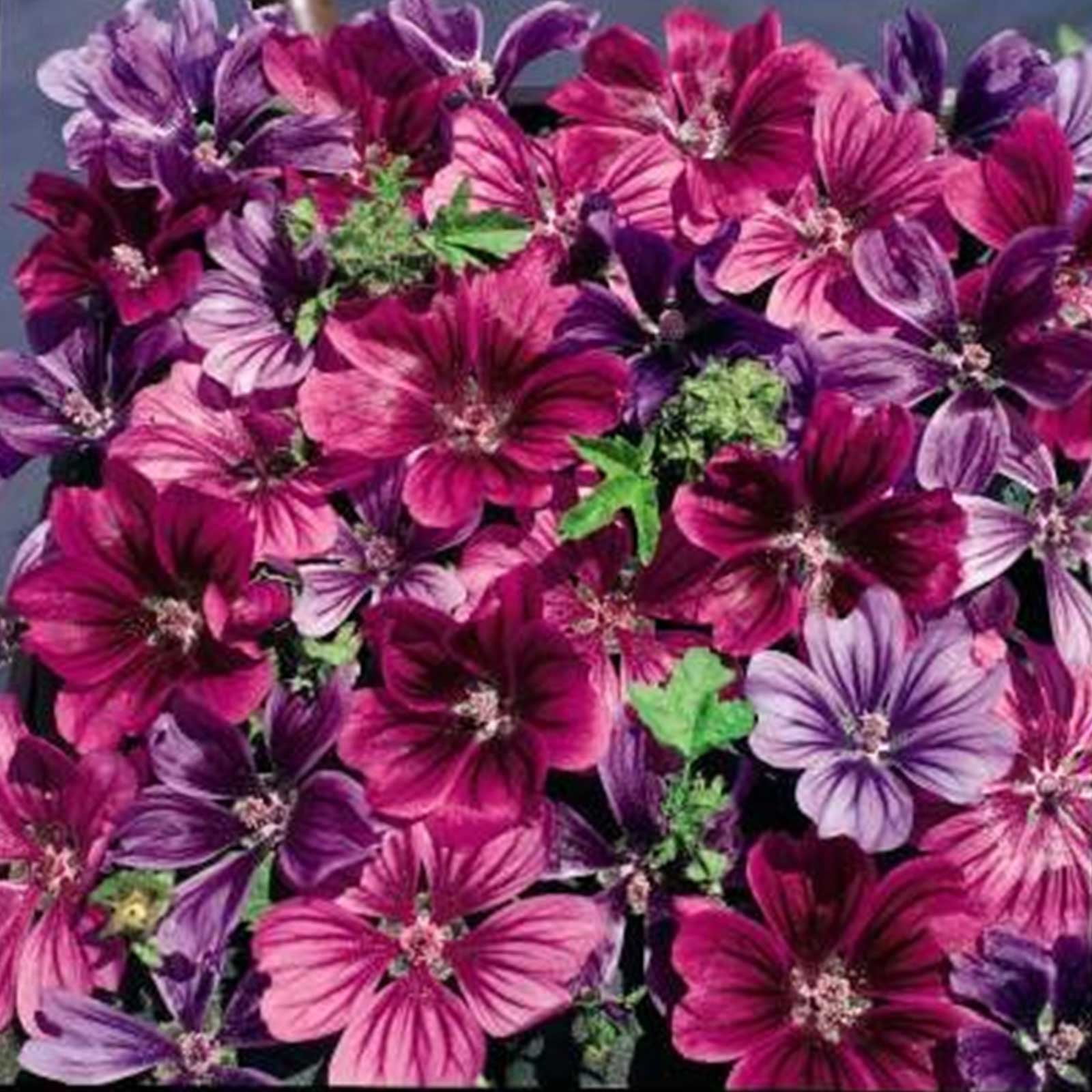 Malva Flower Garden Seeds Mystic Merlin 100 Seeds Perennial 