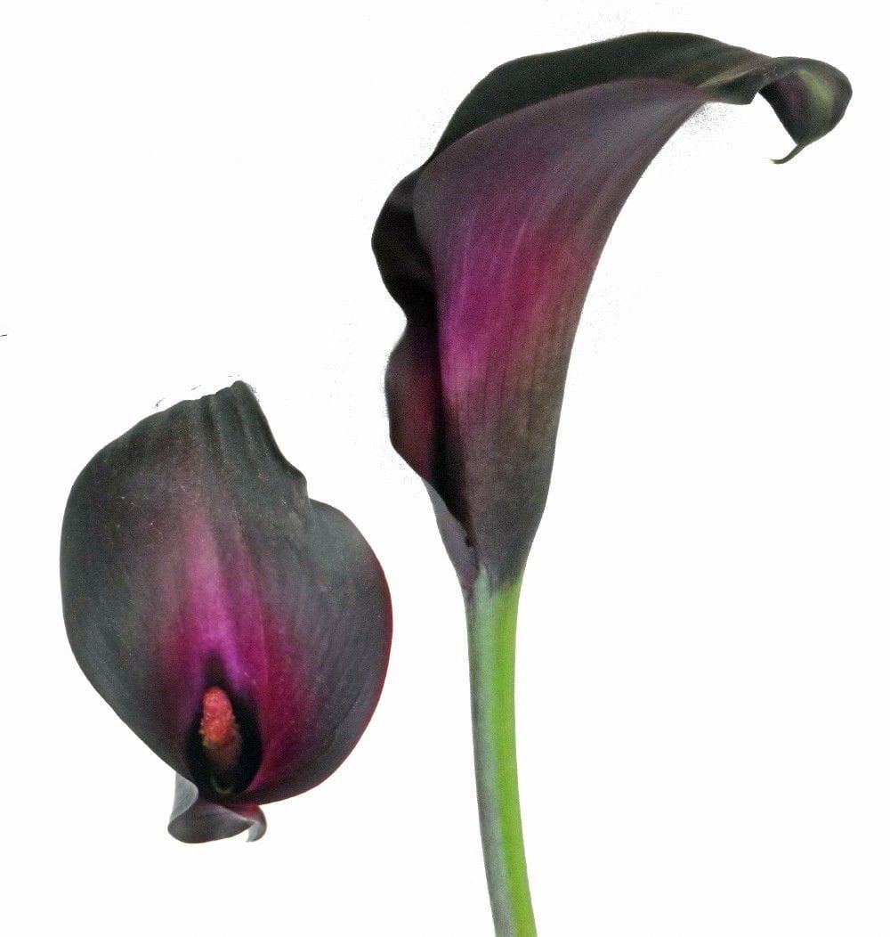 Nightlife Calla Lily Bulb plus Hirt's Bulb Food - Grow ...