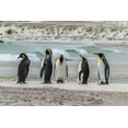 thumbnail image 2 of Illg, Cathy and Gordon 14x11 Gold Ornate Wood Framed with Double Matting Museum Art Print Titled - East Falkland King penguins on beach, 2 of 4