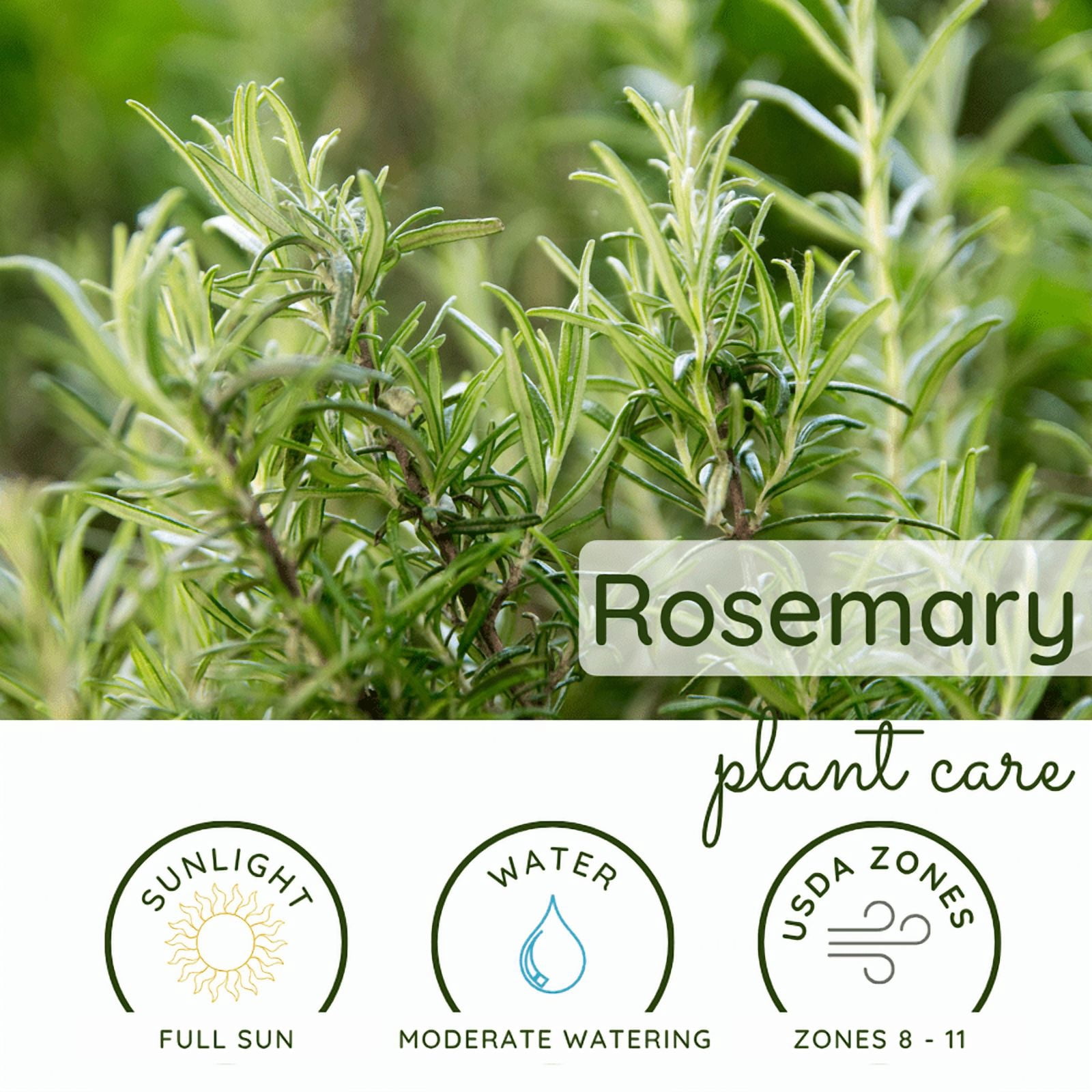 Rosemary Plant, Well Rooted Rosemary Live Plant, 4 to 6 Tall, Edible Herb for Indoor Outdoor Growing